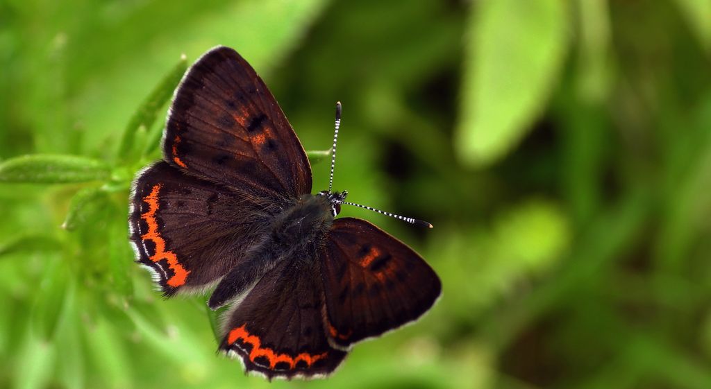 Czerwończyk fioletek (Lycaena helle)