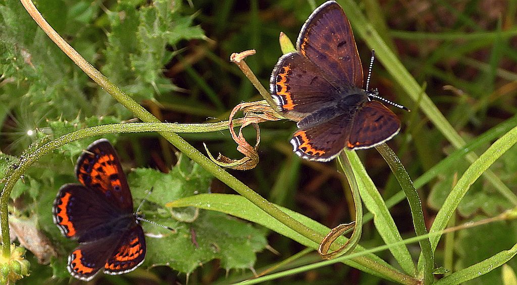 Czerwończyk fioletek (Lycaena helle)