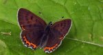 Czerwończyk fioletek (Lycaena helle)