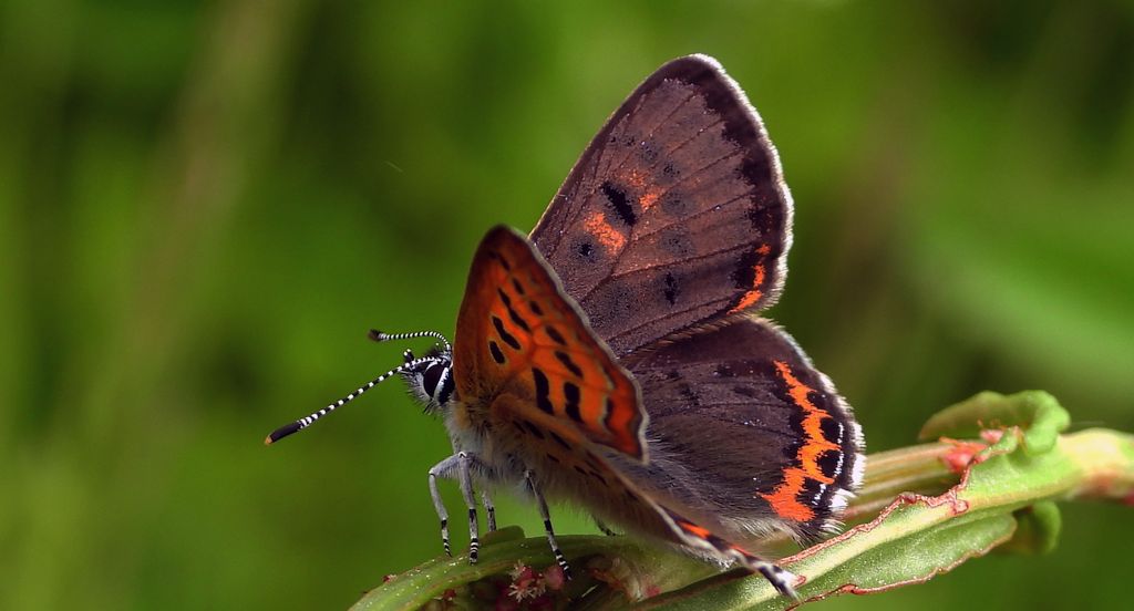 Czerwończyk fioletek (Lycaena helle)