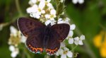 Czerwończyk fioletek (Lycaena helle)