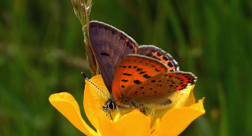 Czerwończyk fioletek (Lycaena helle)