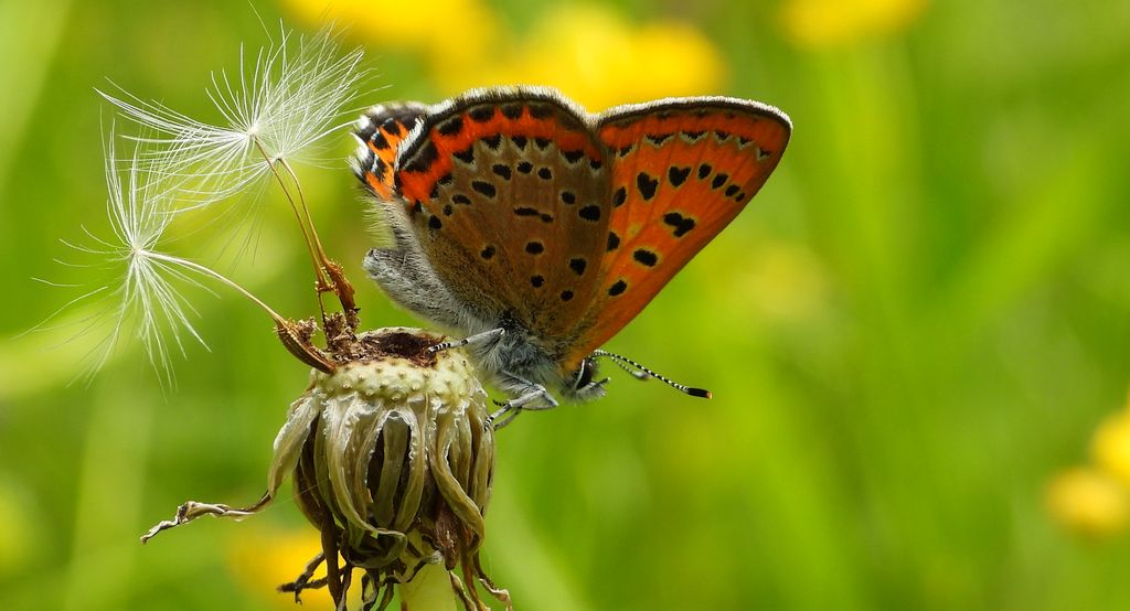 Czerwończyk fioletek (Lycaena helle)
