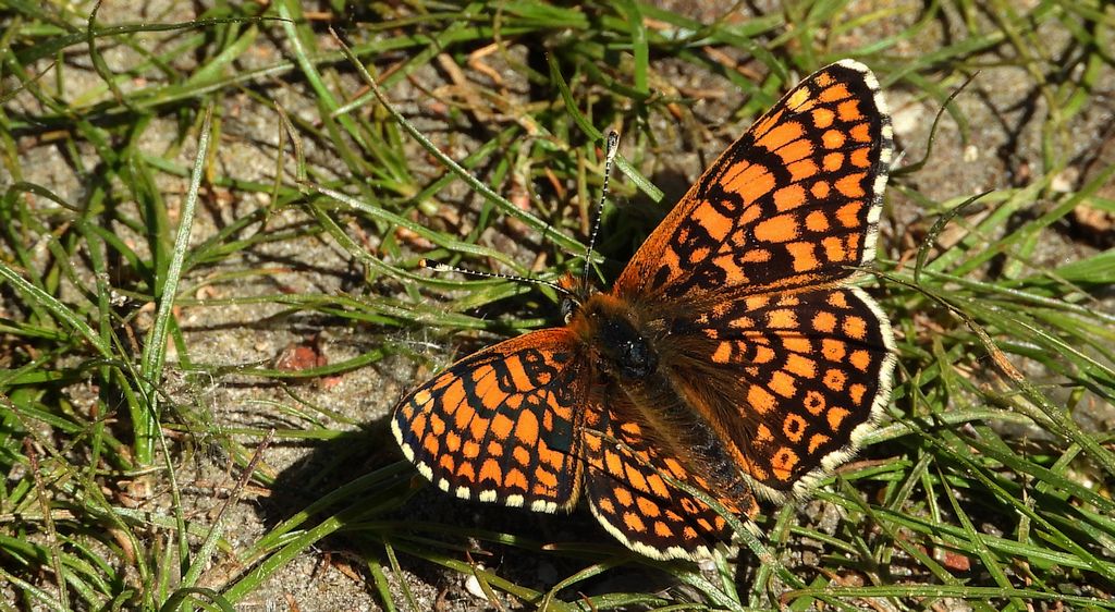 Przeplatka cinksia (Melitaea cinxia)