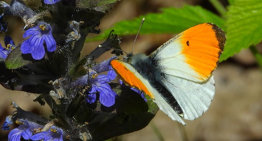 Zorzynek rzeżuchowiec (Anthocharis cardamines)