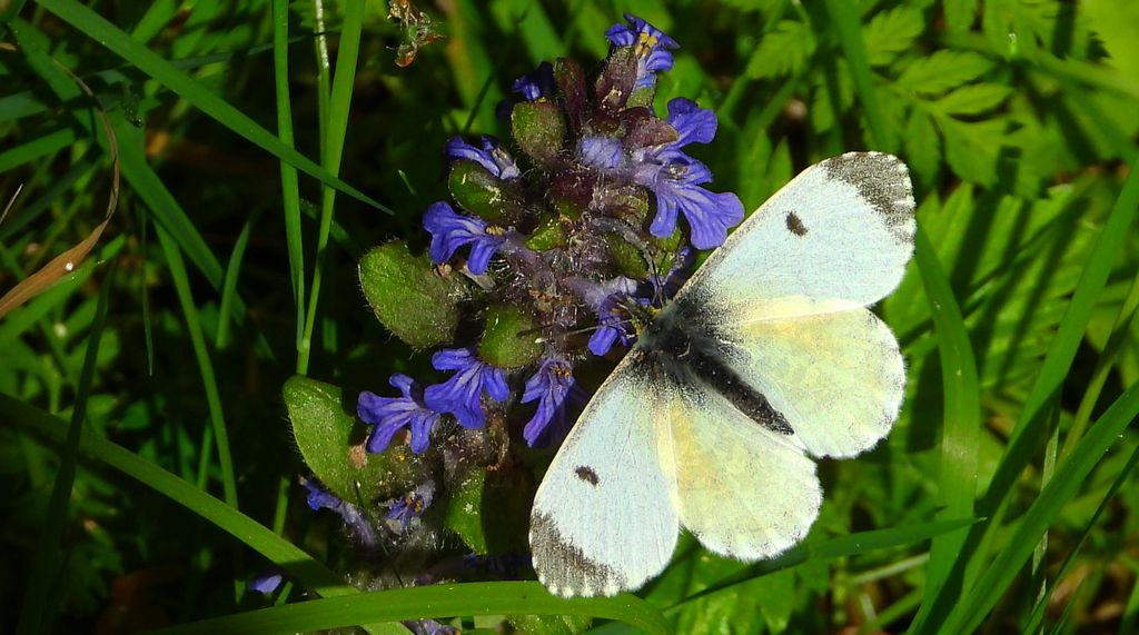 Zorzynek rzeżuchowiec (Anthocharis cardamines)