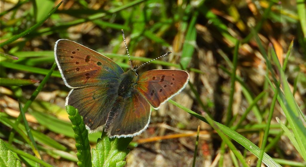 Czerwończyk uroczek (Lycaena tityrus, syn. Heodes tityrus)