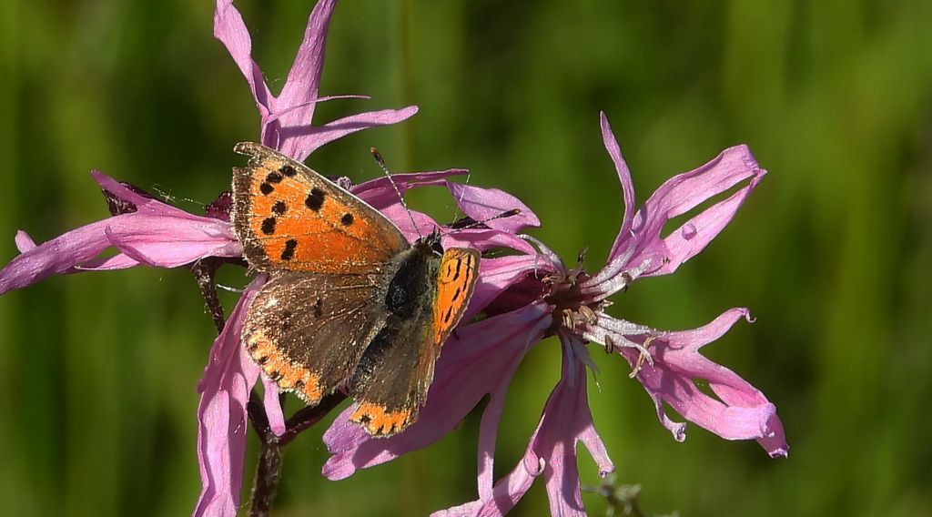 Czerwończyk żarek (Lycaena phlaeas syn. Lycaena phlaeoides)