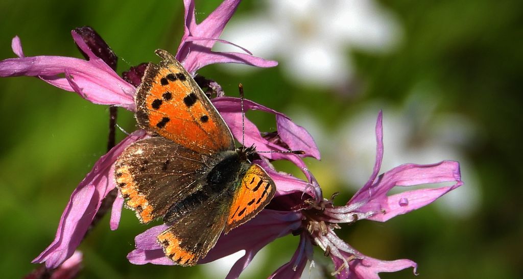 Czerwończyk żarek (Lycaena phlaeas syn. Lycaena phlaeoides)