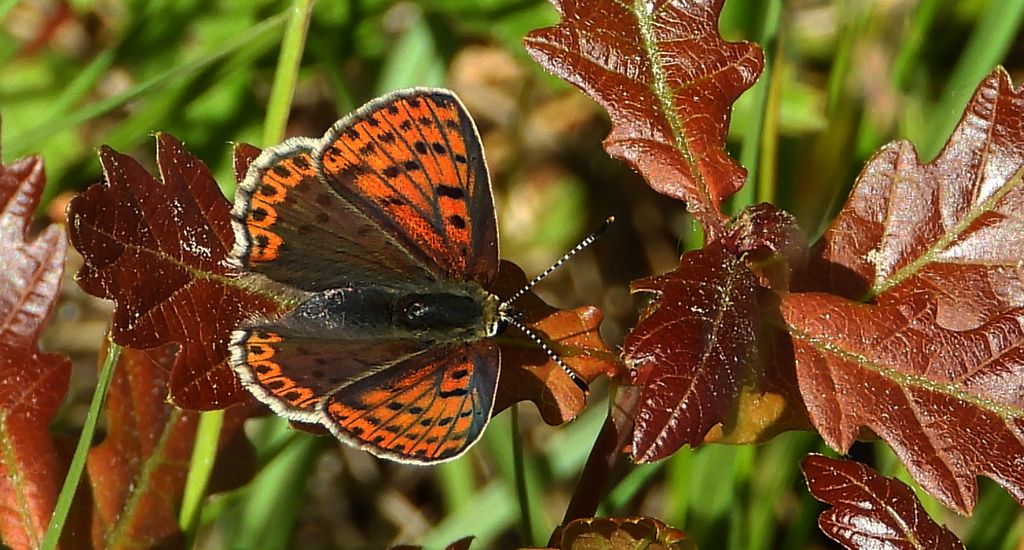 Czerwończyk uroczek (Lycaena tityrus, syn. Heodes tityrus)