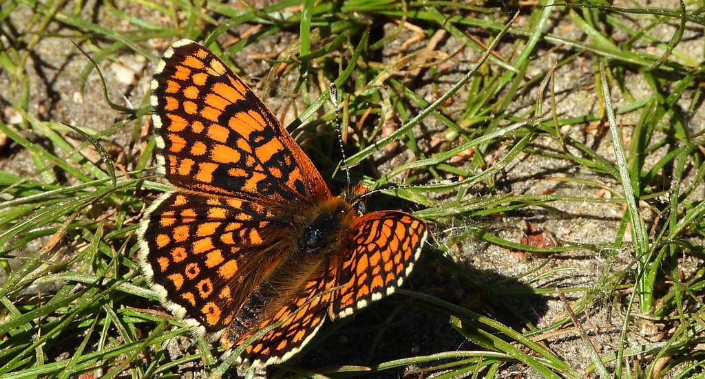 Przeplatka cinksia (Melitaea cinxia)