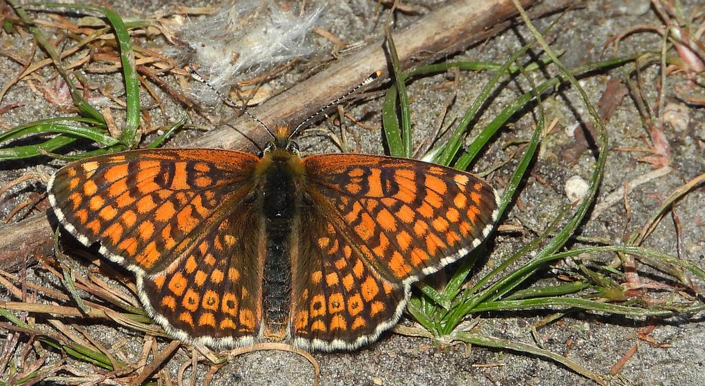 Przeplatka cinksia (Melitaea cinxia)