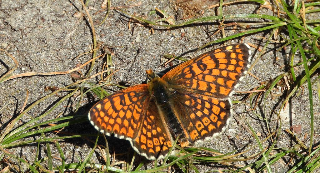 Przeplatka cinksia (Melitaea cinxia)