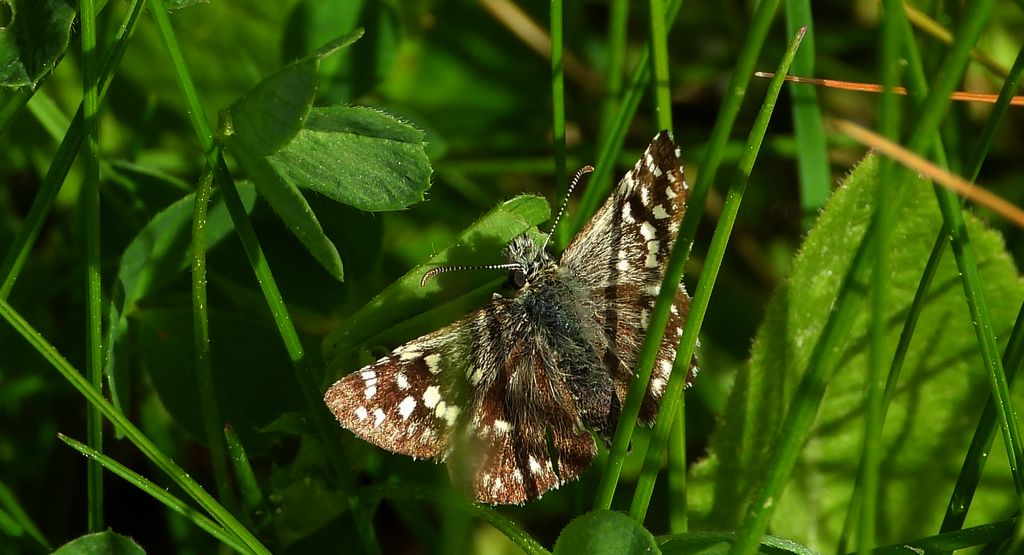 Powszelatek malwowiec (Pyrgus malvae)