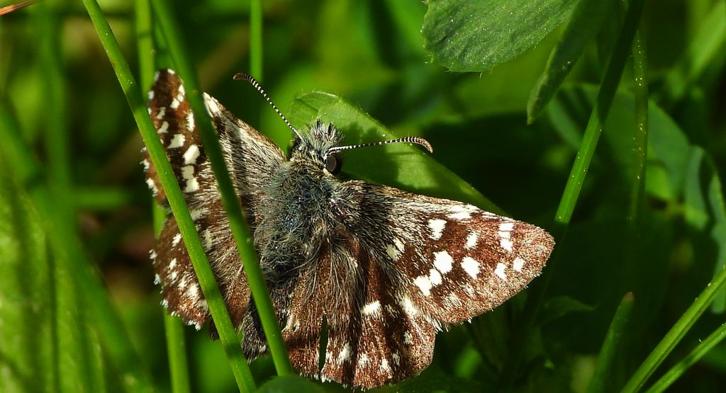 Powszelatek malwowiec (Pyrgus malvae)