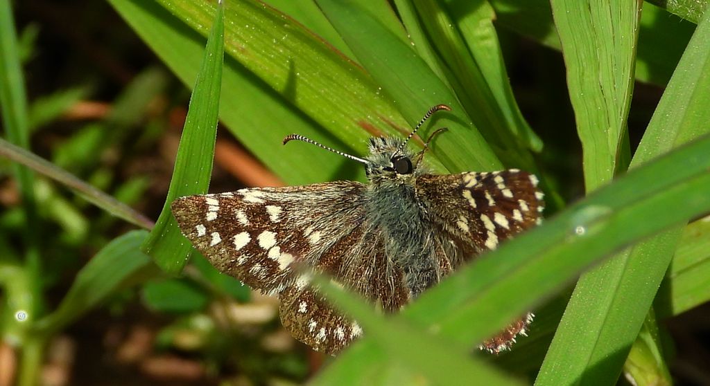 Powszelatek malwowiec (Pyrgus malvae)