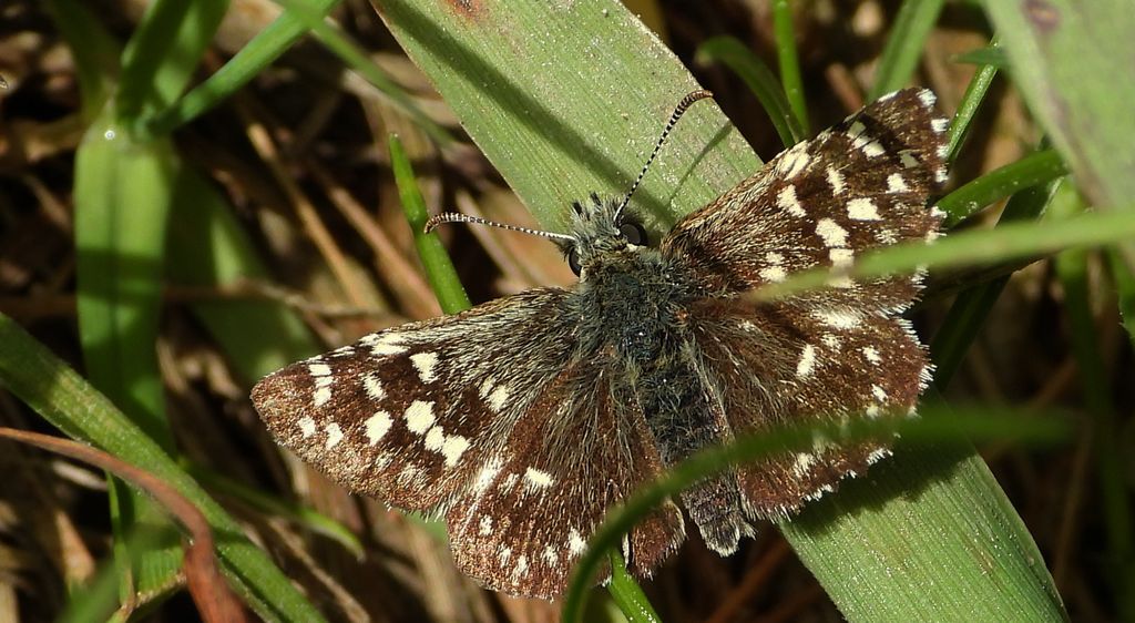 Powszelatek malwowiec (Pyrgus malvae)