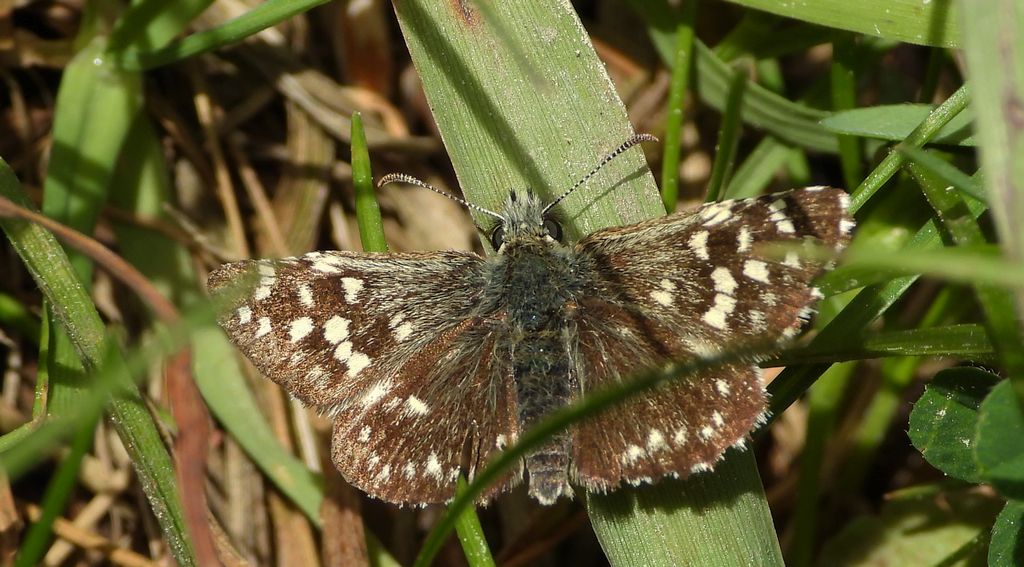 Powszelatek malwowiec (Pyrgus malvae)