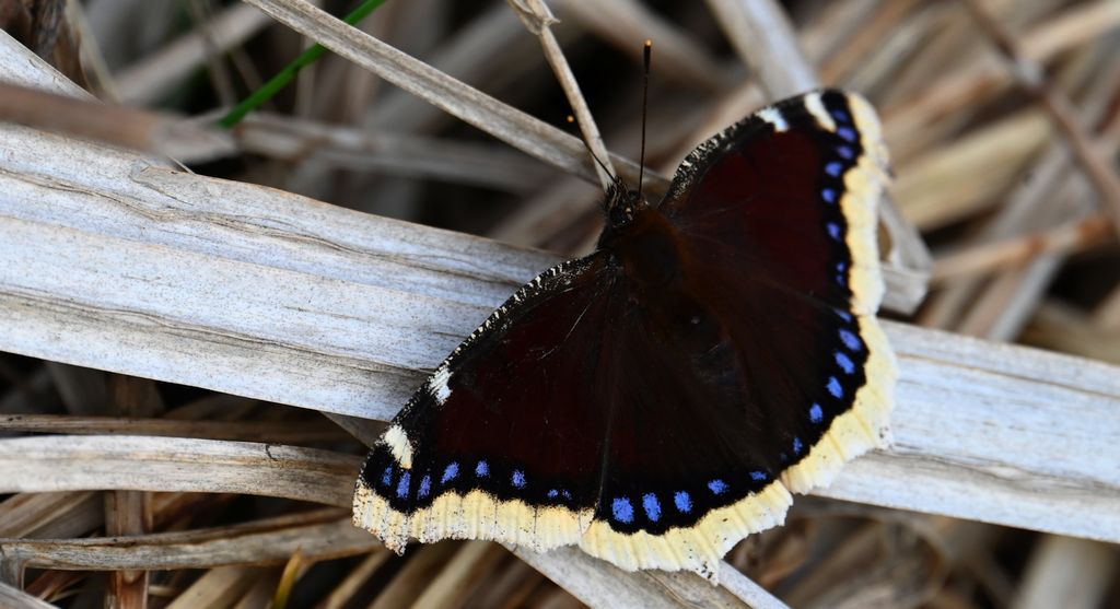Rusałka żałobnik (Nymphalis antiopa)