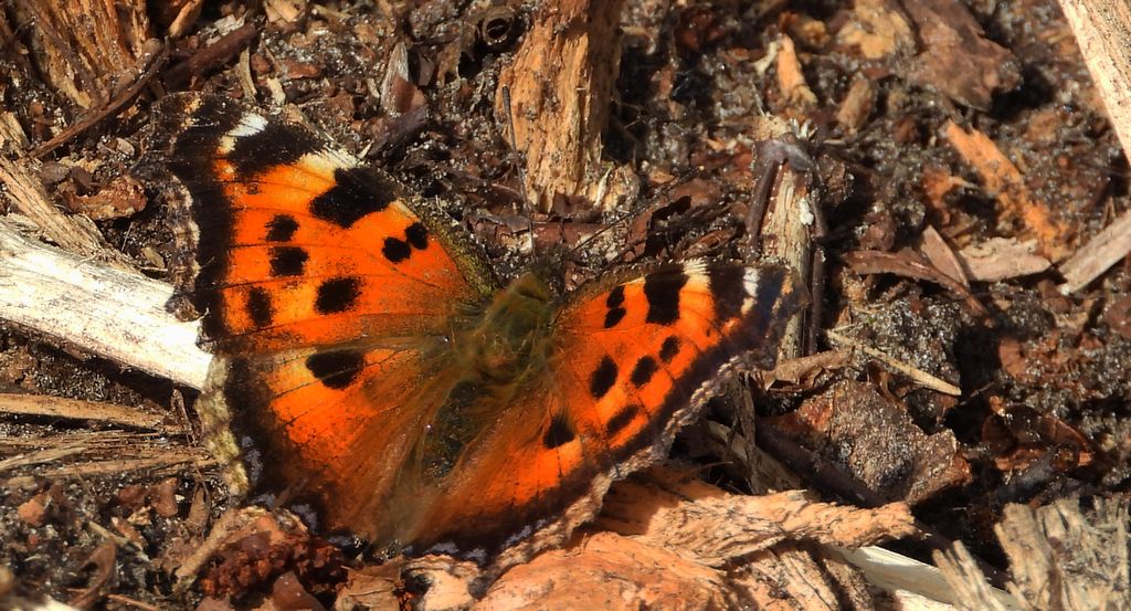 Rusałka drzewoszek (Nymphalis xanthomelas)