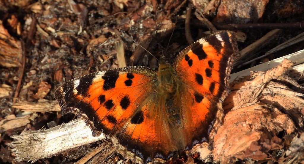 Rusałka drzewoszek (Nymphalis xanthomelas)