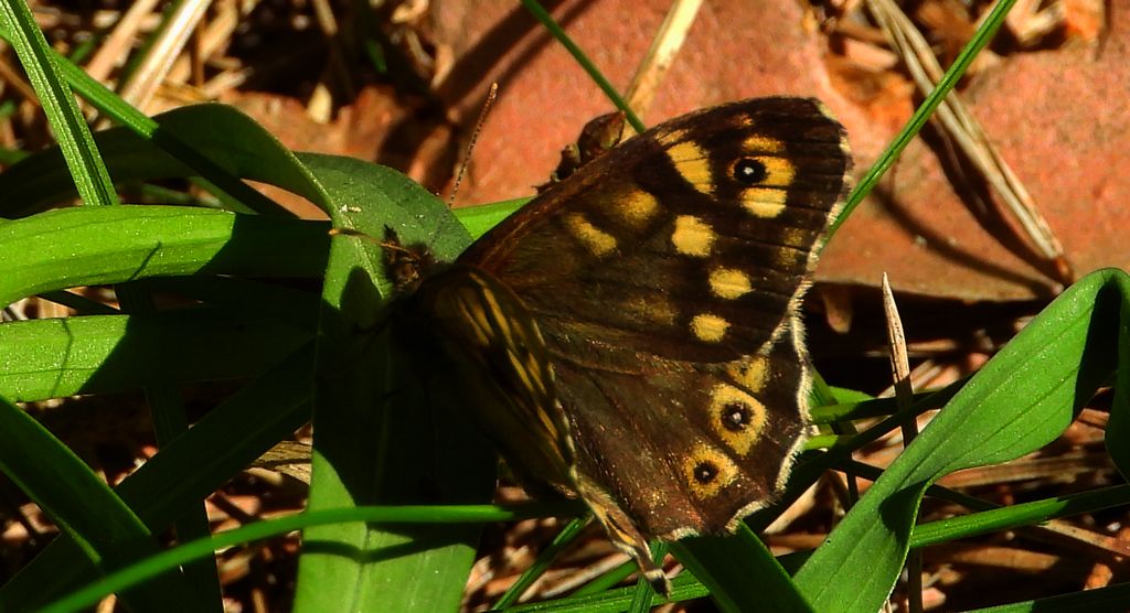 Osadnik egeria (Pararge aegeria)