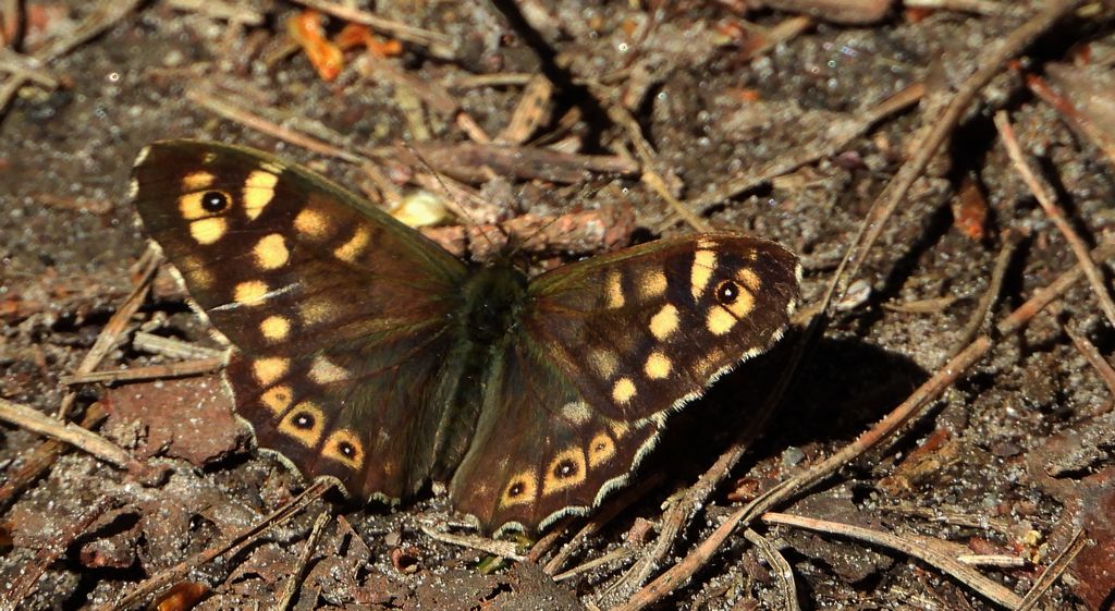 Osadnik egeria (Pararge aegeria)