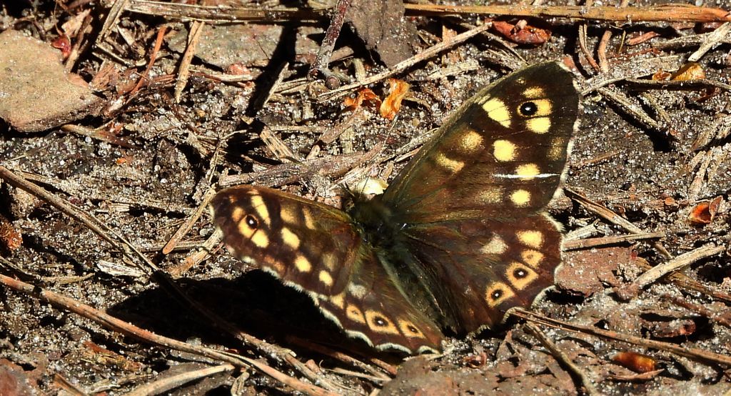 Osadnik egeria (Pararge aegeria)