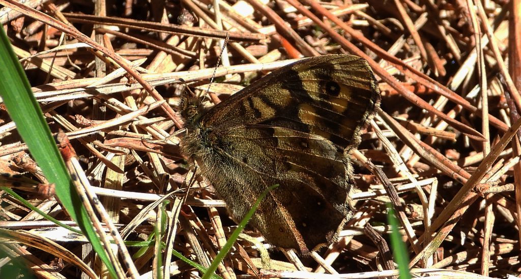 Osadnik egeria (Pararge aegeria)