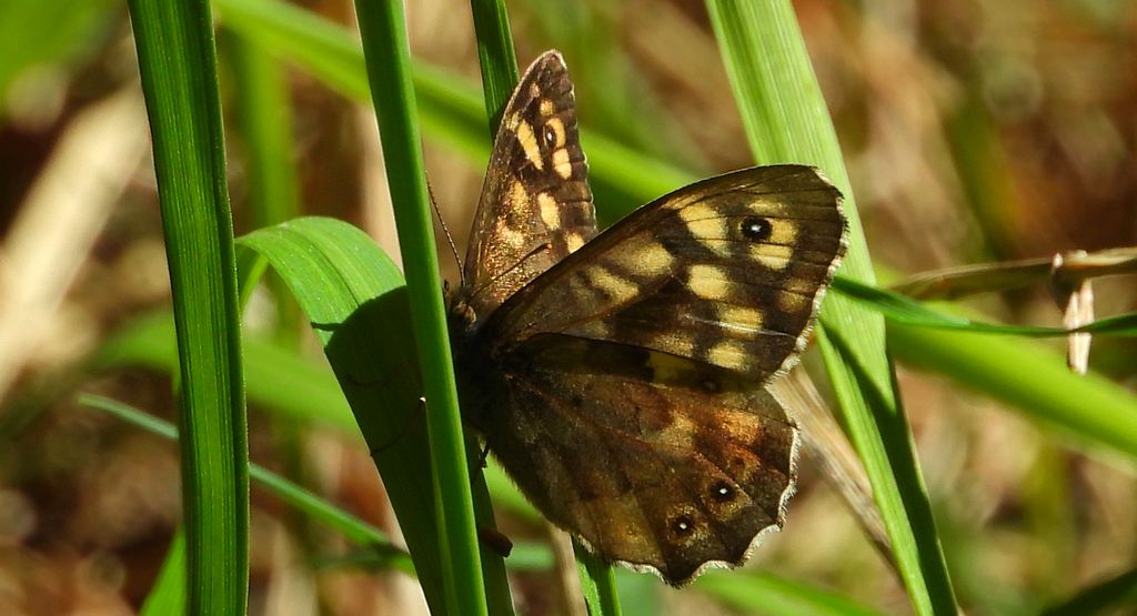 Osadnik egeria (Pararge aegeria)