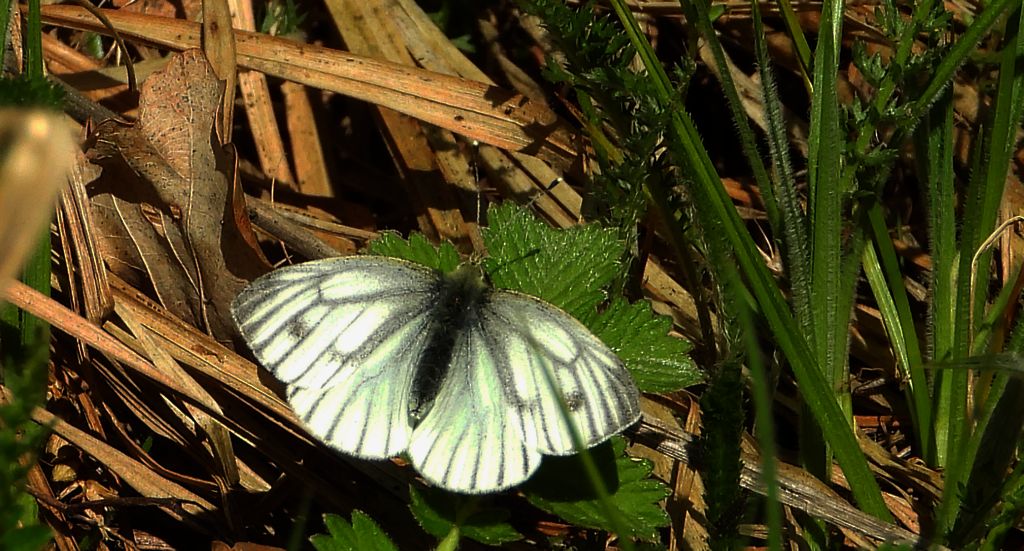 Bielinek bytomkowiec (Pieris napi)