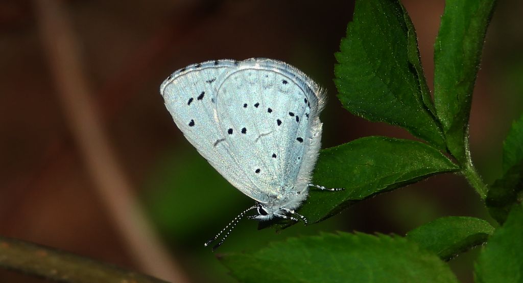 Modraszek wieszczek (Celastrina argiolus)