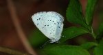 Modraszek wieszczek (Celastrina argiolus)