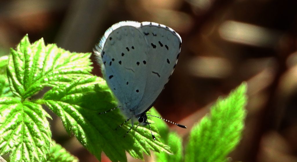 Modraszek wieszczek (Celastrina argiolus)