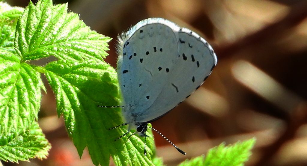Modraszek wieszczek (Celastrina argiolus)