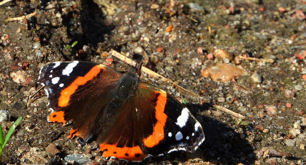 Rusałka admirał (Vanessa atalanta)