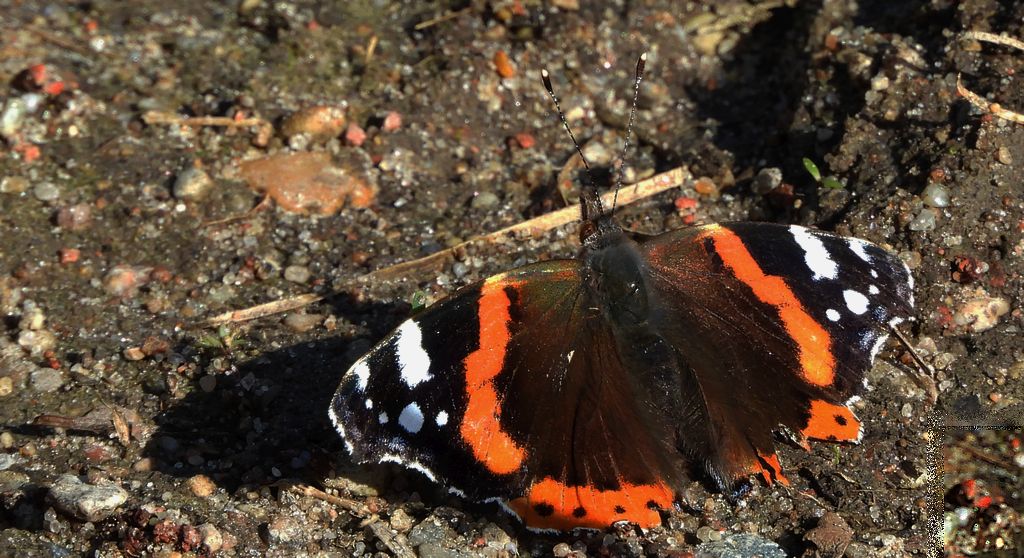 Rusałka admirał (Vanessa atalanta)