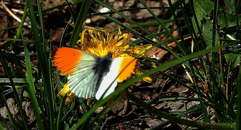 Zorzynek rzeżuchowiec (Anthocharis cardamines)