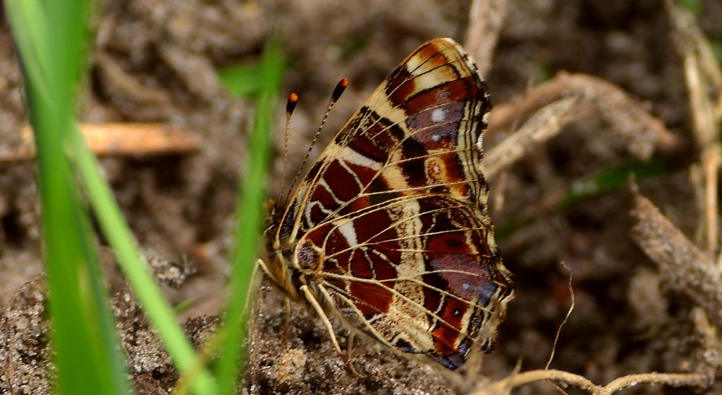 Rusałka kratkowiec (Araschnia levana)