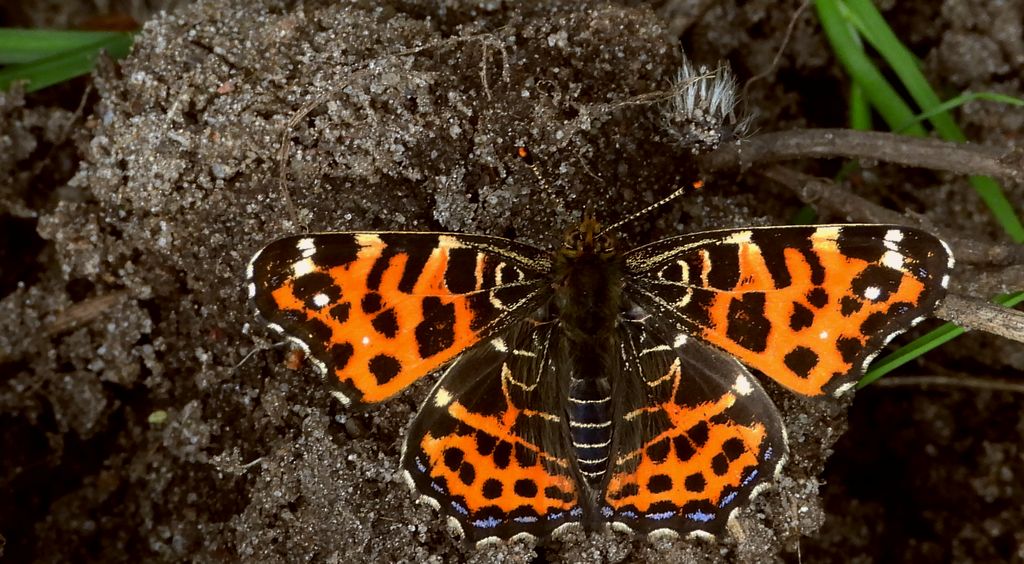 Rusałka kratkowiec (Araschnia levana)