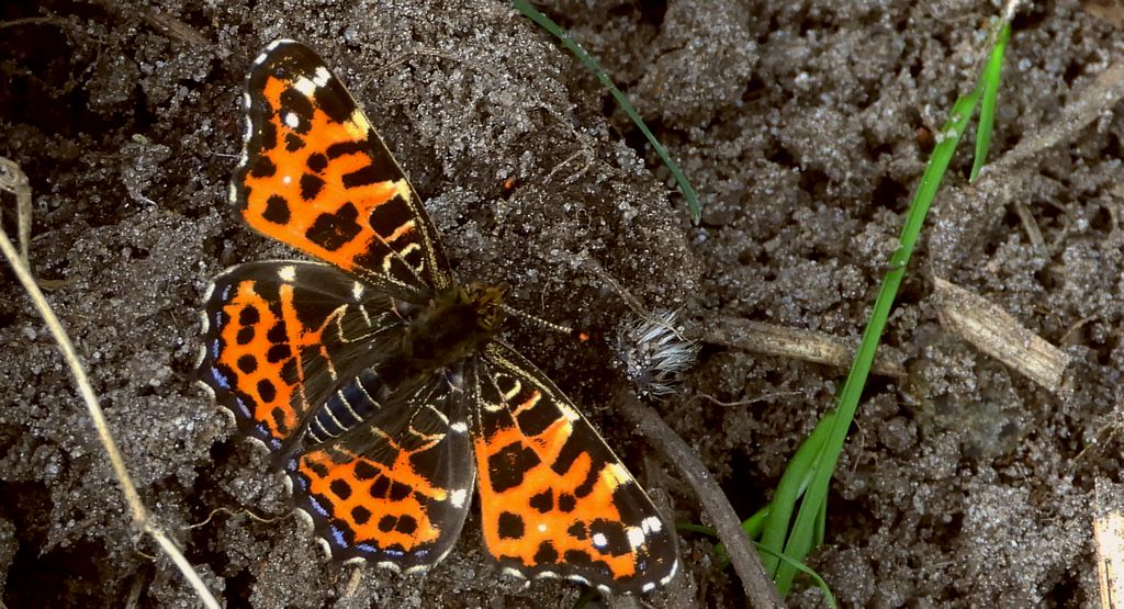 Rusałka kratkowiec (Araschnia levana)