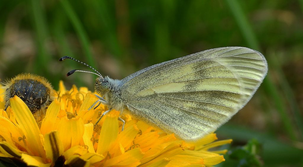Wietek gorczycznik (Leptidea sinapis)