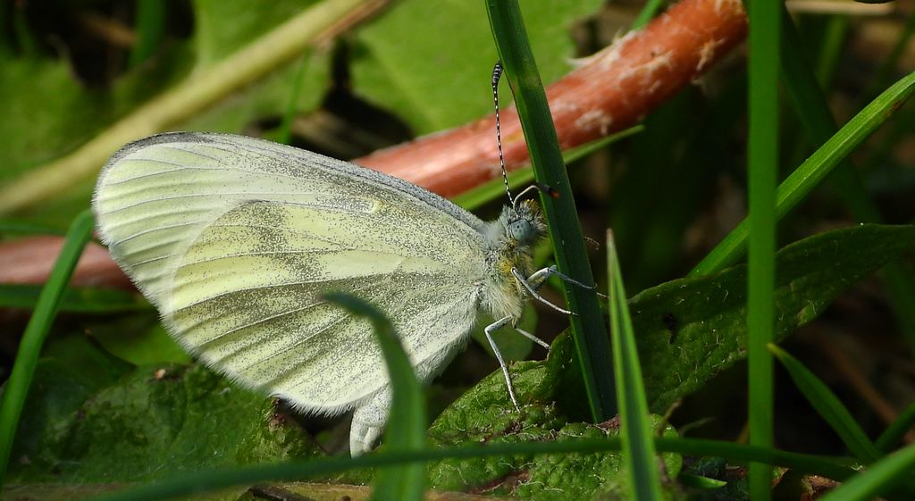 Wietek gorczycznik (Leptidea sinapis)