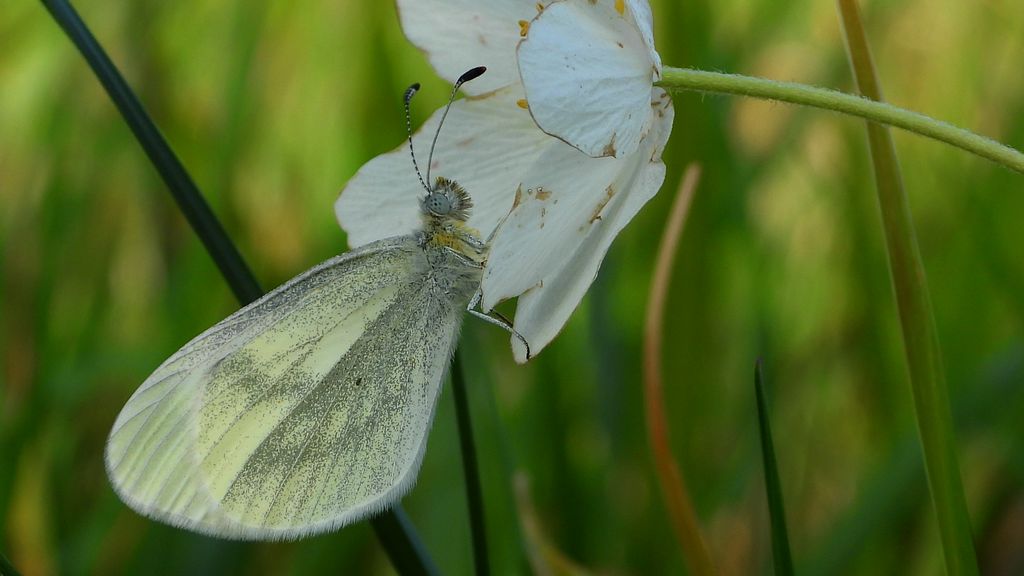 Wietek gorczycznik (Leptidea sinapis)
