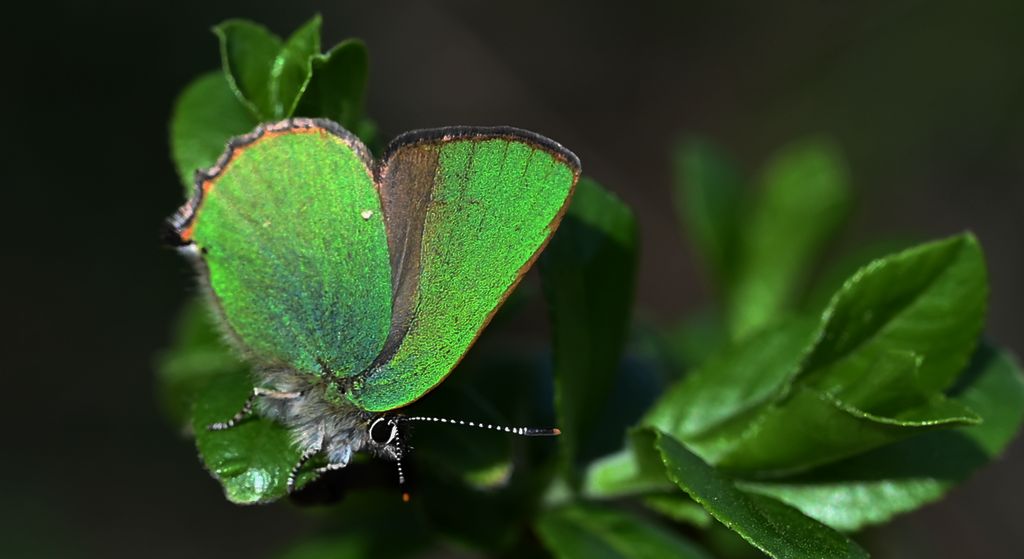 Zieleńczyk ostrężyniec (Callophrys rubi)