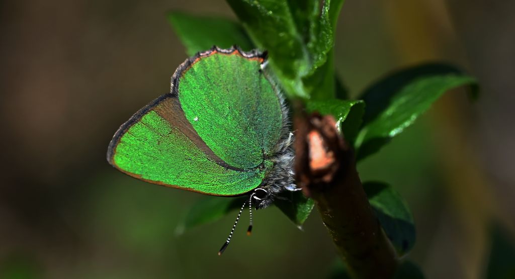 Zieleńczyk ostrężyniec (Callophrys rubi)