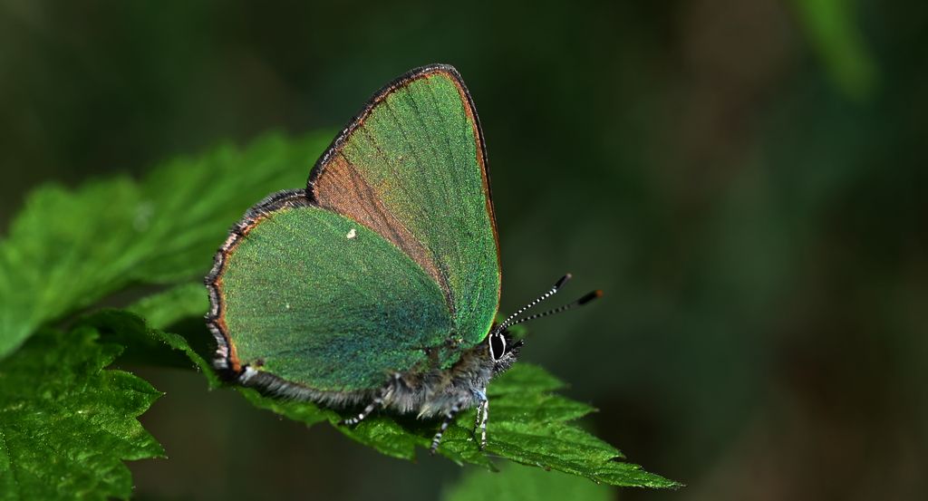 Zieleńczyk ostrężyniec (Callophrys rubi)