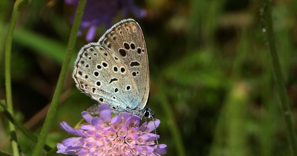 Modraszek arion (Phengaris arion)