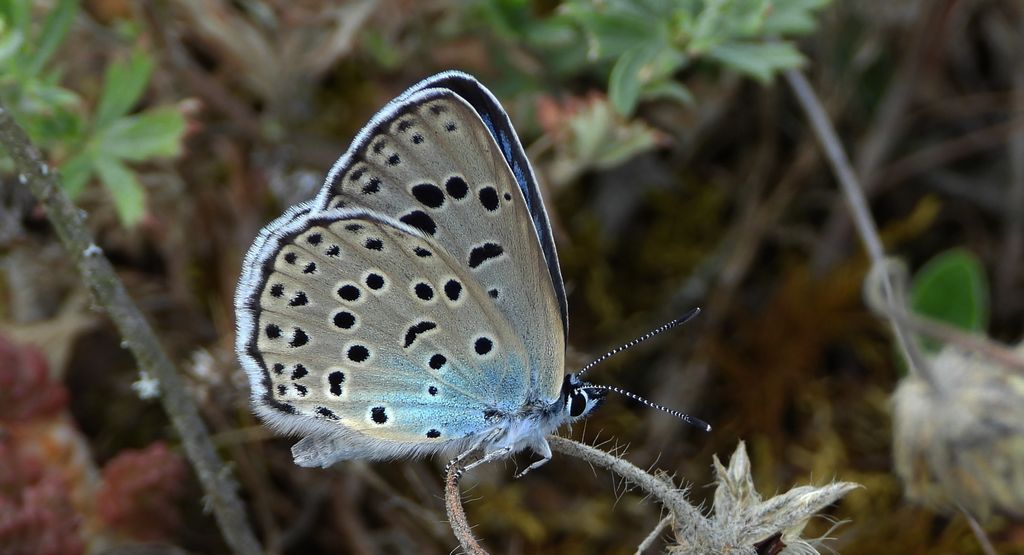 Modraszek arion (Phengaris arion)