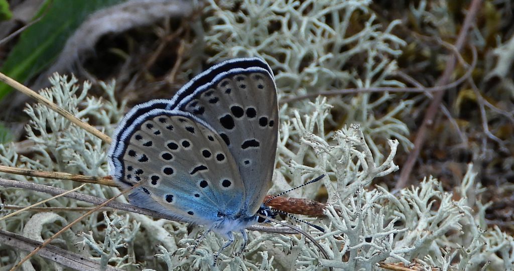 Modraszek arion (Phengaris arion)